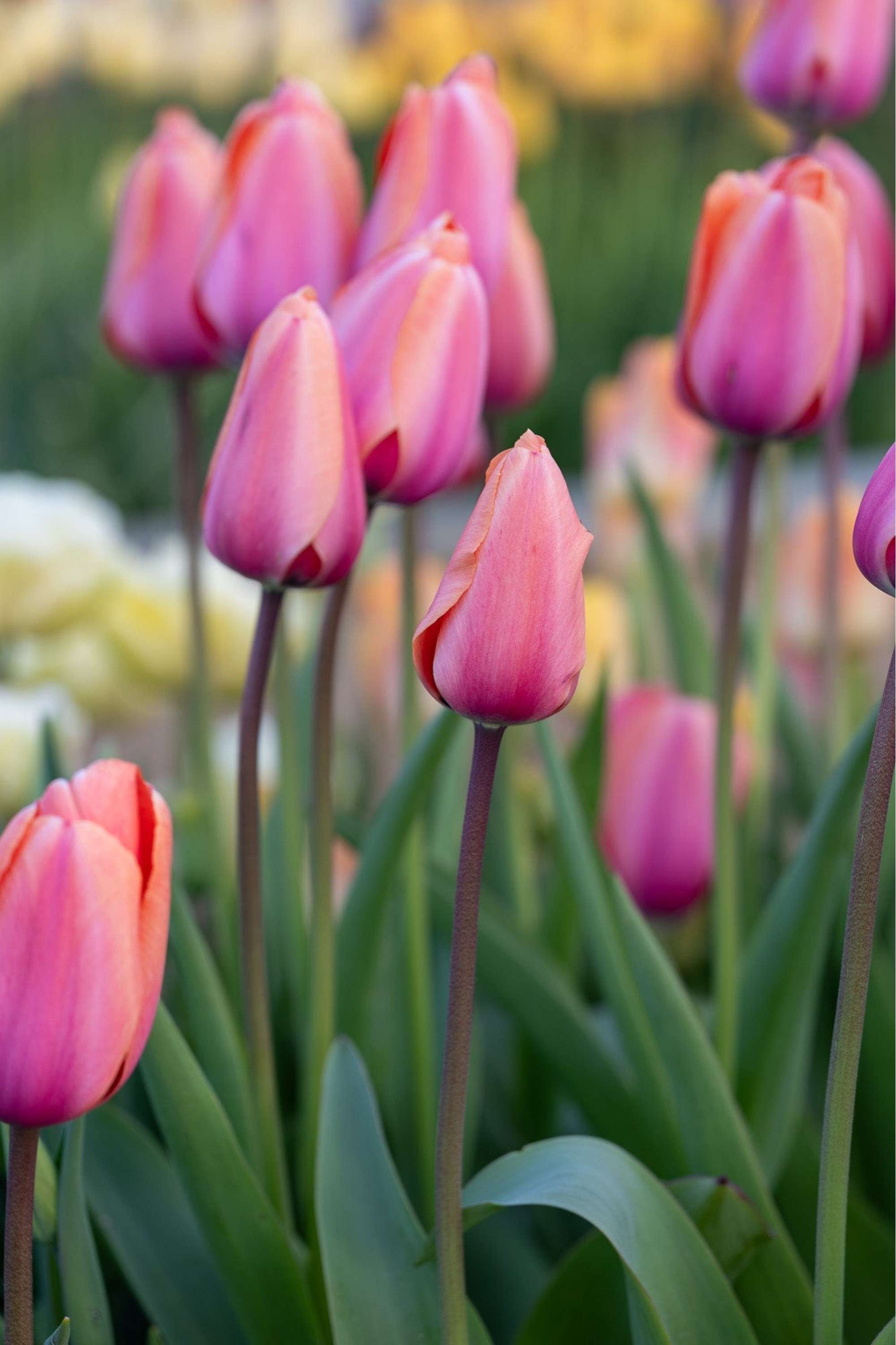 Tulpan 'Apricot Impression'